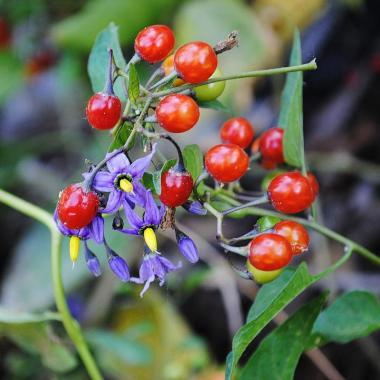 Дулькамара