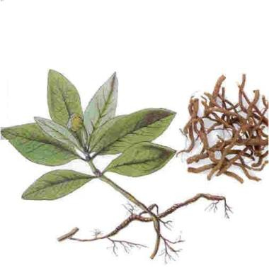 Ипекакуана