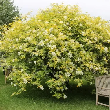 Самбукус нигра