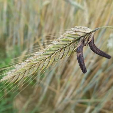 Секале корнутум