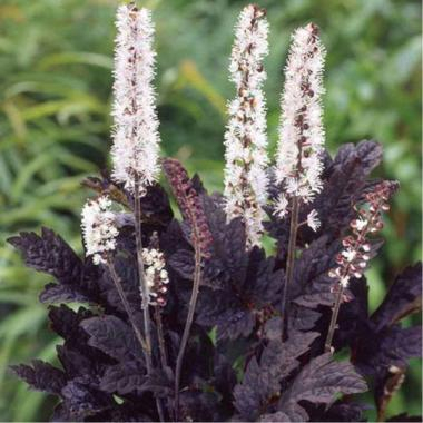 Цимицифуга