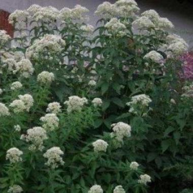 Эупаториум перфолиатум